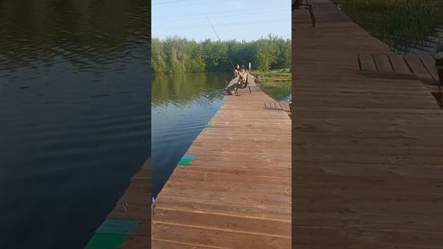 26.05.2023 КРХ "Озеро Развилка" Клев стабильный, работает и бутерброд и просто кукуруза. смотреть онлайн