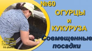Посадка совмещенная ОГУРЦЫ и КУКУРУЗА