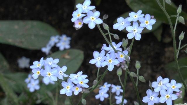 Цветы. Незабудки лат. Myosótis смотреть онлайн