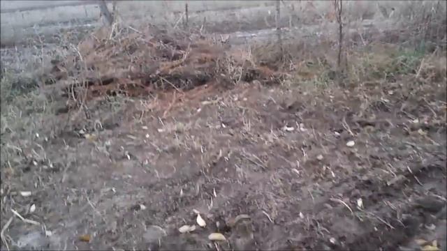 Осень Размножение малины корневыми черенками смотреть онлайн