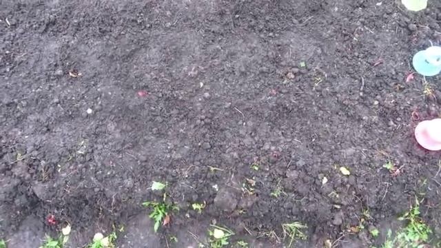 Дача в октябре. Последний урожай. Как посадить чеснок под зиму. Подготовка теплицы к новому сезону. смотреть онлайн