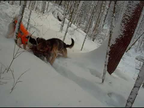 Работа собак по кабану смотреть онлайн