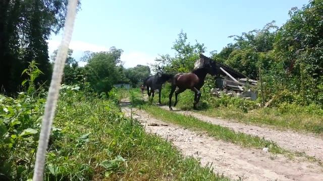 Адыгэш(Кабардинская порода лошадей) смотреть онлайн