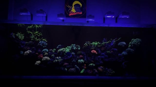 Сочные цвета ? и хороший рост кораллов- PopBloom RL90 | Светильники для морского аквариума смотреть онлайн