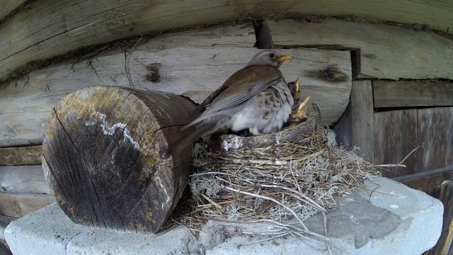 Дрозд рябинник 14 97 на колонне о РяжковGP20140616 9 2 подлет белогруда, села смотреть онлайн