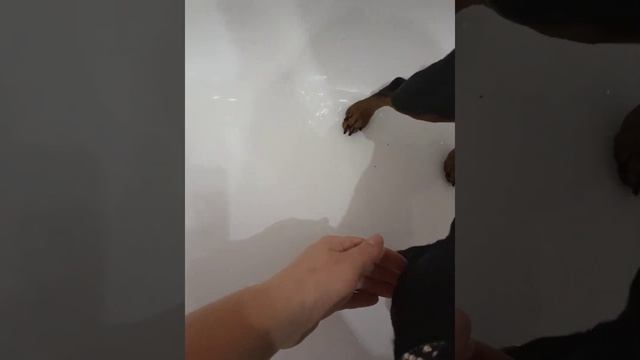 Как мыть лапы собачке после прогулки ? смотреть онлайн