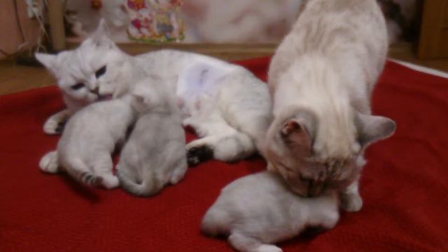 Серебристая шиншилла смотреть онлайн
