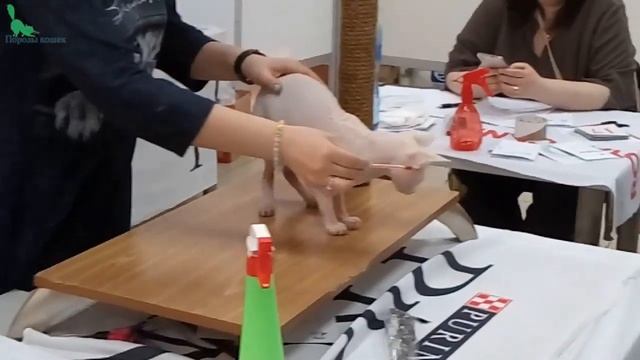 ? Такой КЛАССНЫЙ Канадский СФИНКС ? Веселый Белоснежный Красавец | Породы КОШЕК смотреть онлайн