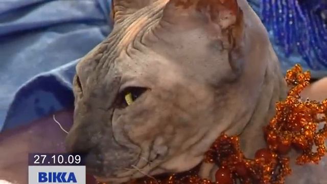 Котячий глаМУР-Р-Р! смотреть онлайн