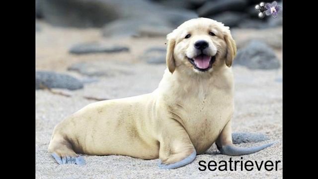 top 40 ridiculous hybrid animals of 2020 смотреть онлайн