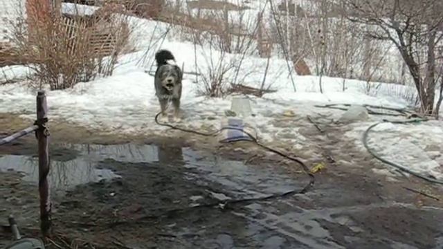 Матюги пса по поводу не благоустроенного подхода к дому:) смотреть онлайн