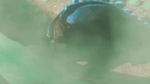 Беззубик~Песня про знак зодиака лев♌. Лев в 2021 году. Вся правда о львах?