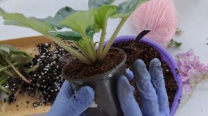 Что делать если фиалка отцвела? Как запустить фиалку снова на цветение?