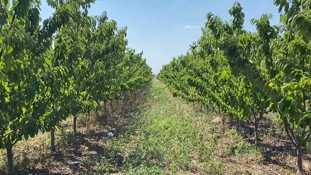 Сад черешни формировка KGB и UFO. Интенсивный персиковый сад. смотреть онлайн