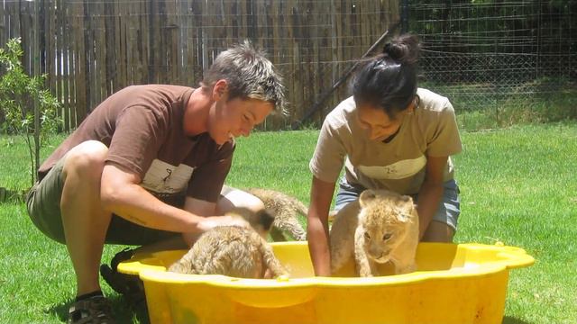 Bathing the Lion Cubbies at Cheetah Experience Bloemfontein, SA - Dec 2011 смотреть онлайн