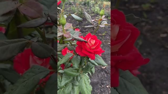 Роза Нью Фэшн. Чайно-гибридная. смотреть онлайн