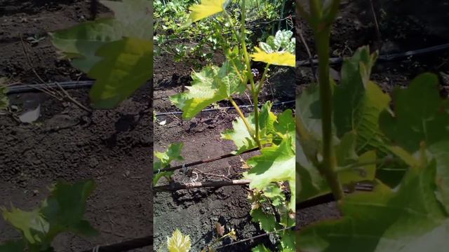 Антракноз на винограде смотреть онлайн