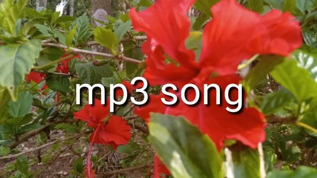 Achik git ringani No 151 mp3 song смотреть онлайн