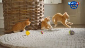 Реклама корм Friskies (Русский Детектив, 29.10.2019)