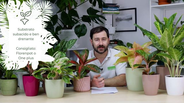 Aglaonema, come prendersi cura di un mondo di colori! смотреть онлайн