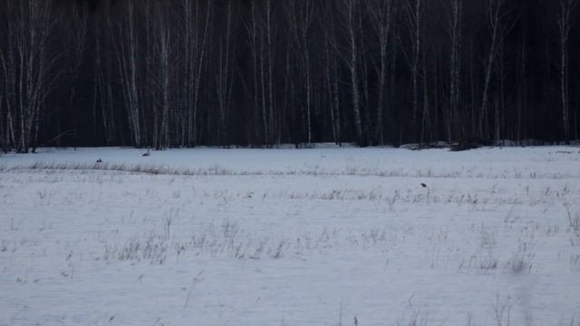 Рыжая лиса мышкует на поле, ныряя в снег ловит мышей смотреть онлайн
