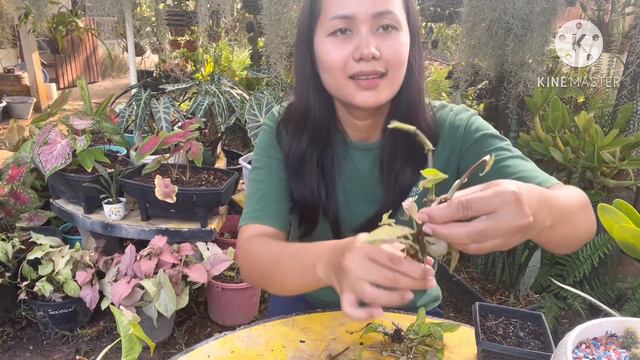 ปลูกปักชำกิ่งพิ้งสปอร์ต ขยายพันธ์จากก้านที่ยาวแบบง่ายๆ смотреть онлайн