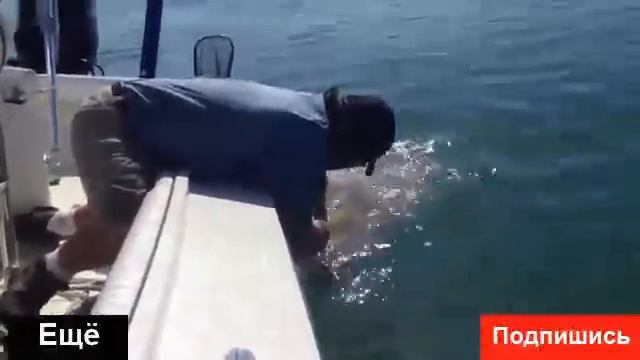 Приколы с животными Смешные животные Топ приколы с животными Компиляция Август | Top 10