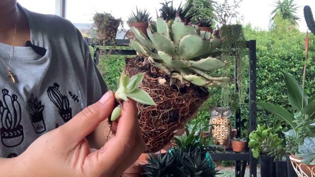 Ipropagate natin ang babies ng Variegated Agave at Haworthia Limofilia смотреть онлайн