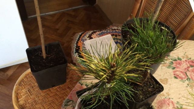 Давайте смотреть, что я нового получила.. смотреть онлайн