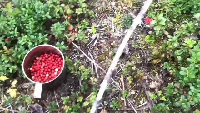 Чем заняться в выходной день? Брусника. Гуляю по лесу. Кировский район. Ленинградская область. смотреть онлайн