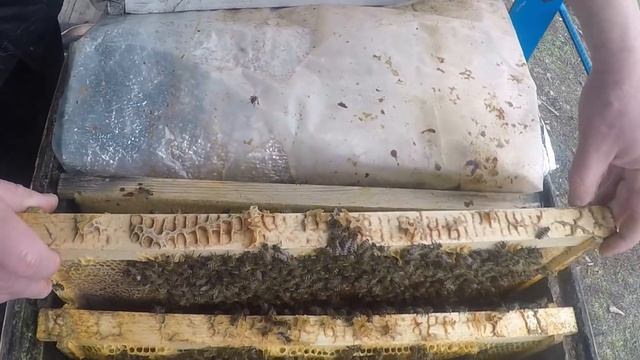 Как сохранить матку и горсть пчел Метод по спасению пчел смотреть онлайн