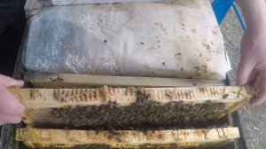Как сохранить матку и горсть пчел Метод по спасению пчел