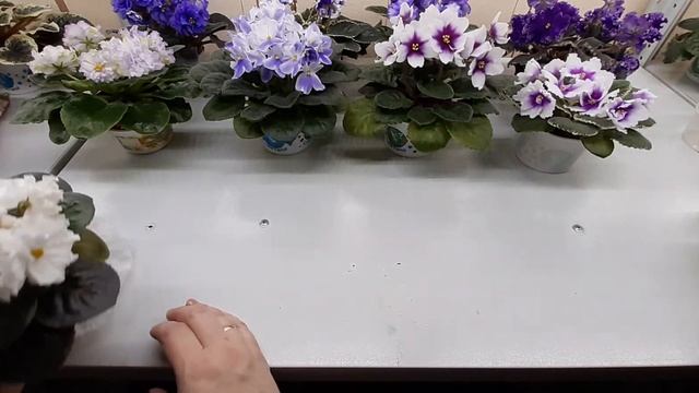Цветущие фиалки на #3 марта.2часть смотреть онлайн