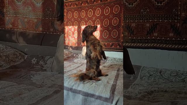 СОБАКА ТАКСА делает ЗАЙКУ легко и весело I Доброе милое видео смотреть онлайн