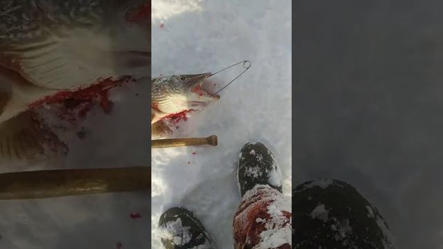 За щукой на Собь! смотреть онлайн