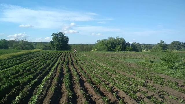 Окучивание картошки мотоблоком МоторСич 2019 смотреть онлайн