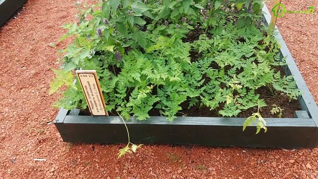 ?Ландшафтный дизайн сада?Садоводство Боде?ОГУРЦЫ, томаты, помидоры, перцы, капуста, морковь, базили смотреть онлайн