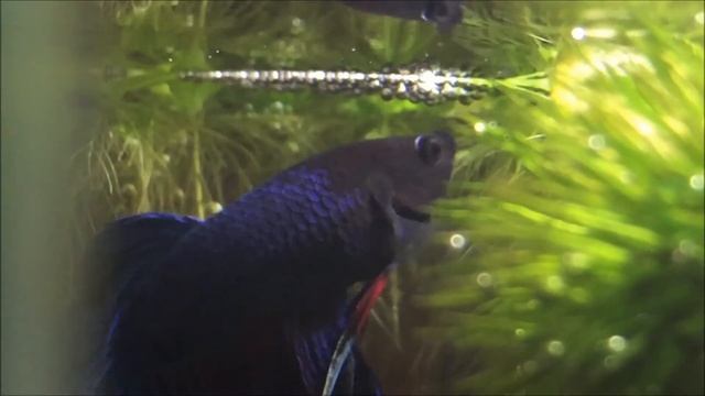 Рыбка петушок строит гнездо. Betta splendens смотреть онлайн