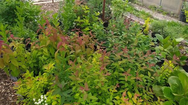 Садовые идеи на участке 👍. Ярмарка садовых растений ❤️. Life in the garden 😊. смотреть онлайн