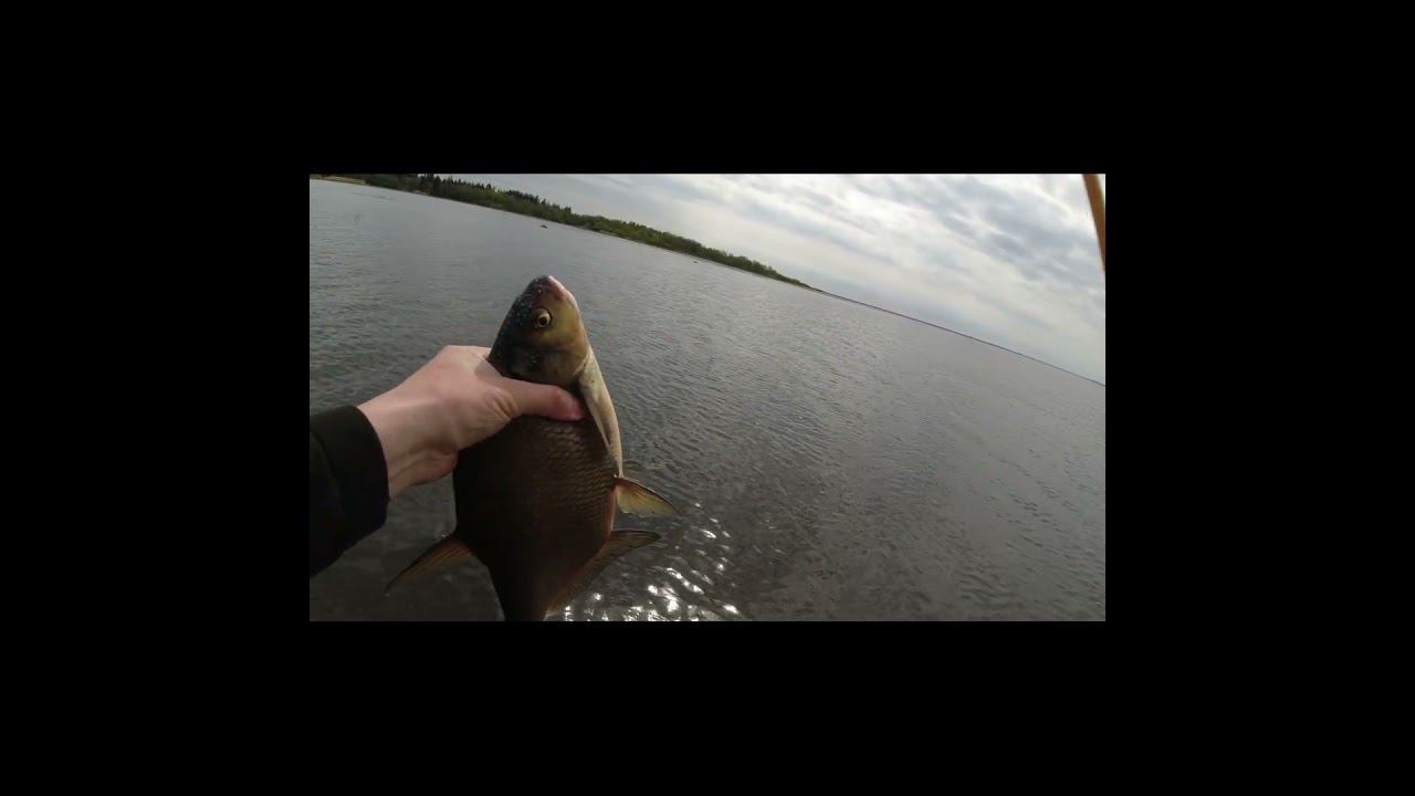 #мормышинг | Лещ на 1кг | смотреть онлайн