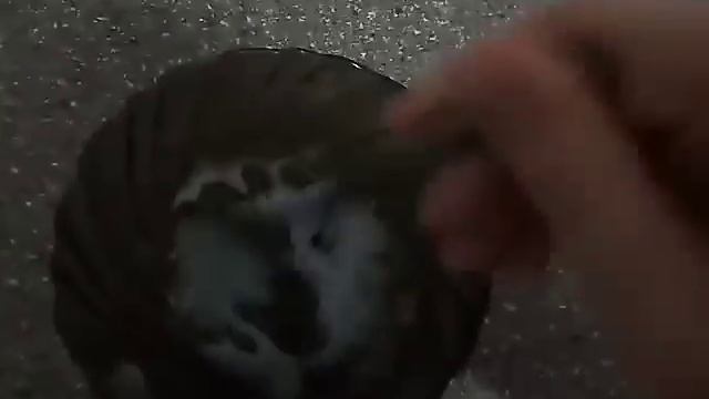ШОК, лизун из соли и шампуня получился! DIY😑👍👍👍 смотреть онлайн