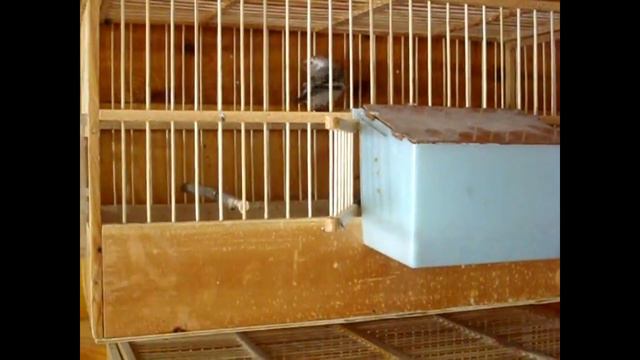 пуночки или снежные подорожники Plectrophenax nivalis смотреть онлайн