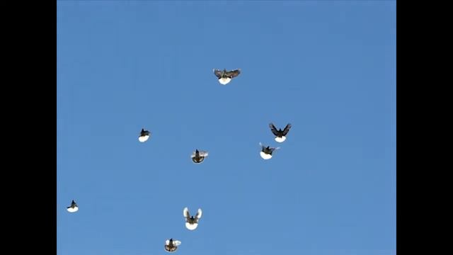 Николаевские голуби, Сергея Родионова, Волгоград часть 1 смотреть онлайн