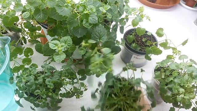 Как поливать кампанулы зимой? смотреть онлайн