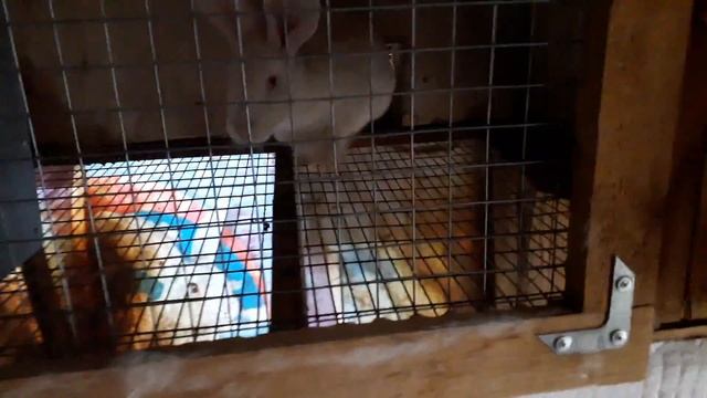 Домашние дела и домашнее хозяйство. Осеннее похолодание. Хозяйство осенью