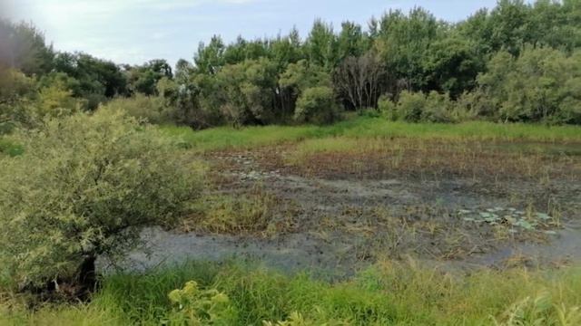 Второй водоём в с. Архангеловка Кировского района. Семейное дело, выращивание лотоса. смотреть онлайн