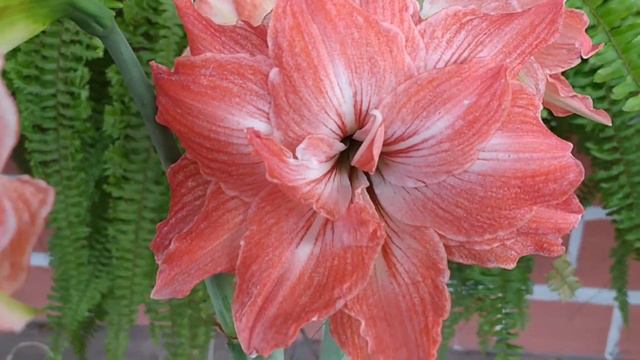 HIPPEASTRUM Multipétalos LADY JANE. смотреть онлайн