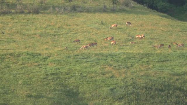 Обитатели парка радуются летнему изобилию корма смотреть онлайн