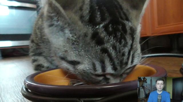 Миски для кошек. Сэму купили новые миски на подставке! Автор ветеринар смотреть онлайн