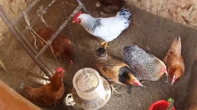 Красивый курятник / Beautiful chicken coop смотреть онлайн